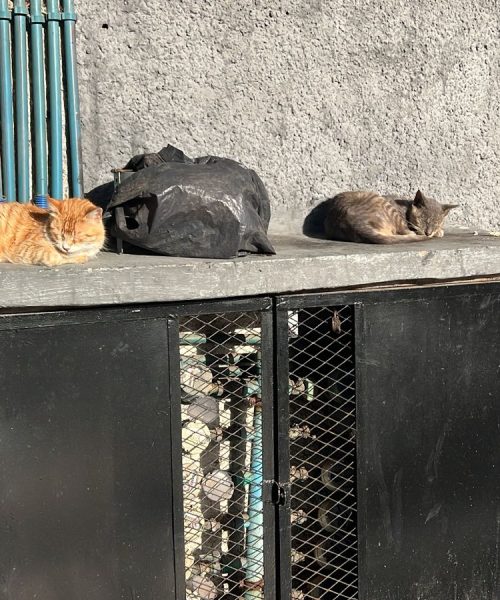 PHOTO-2025-03-23-17-21-34