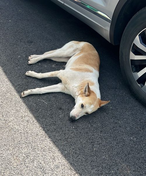 PHOTO-2025-03-31-11-21-58