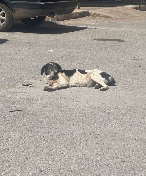 PHOTO-2025-03-31-11-54-07