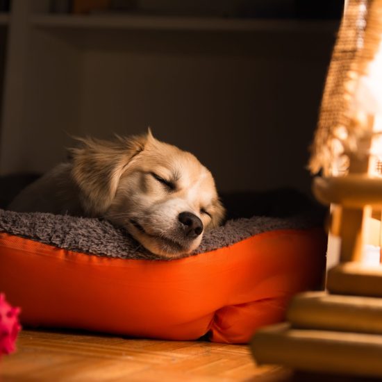 Dog,Sleeping,In,His,Orange,Bad,By,The,Night,Light
