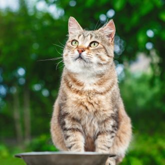 Beautiful,Cat,Portrait.,A,Tabby,Cat,Sits,In,The,Garden