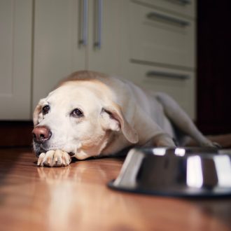 Dog,With,Sad,Eyes,Waiting,For,Feeding.,Old,Labrador,Retriever