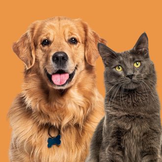 Happy,Sitting,And,Panting,Golden,Retriever,Dog,And,Blue,Maine